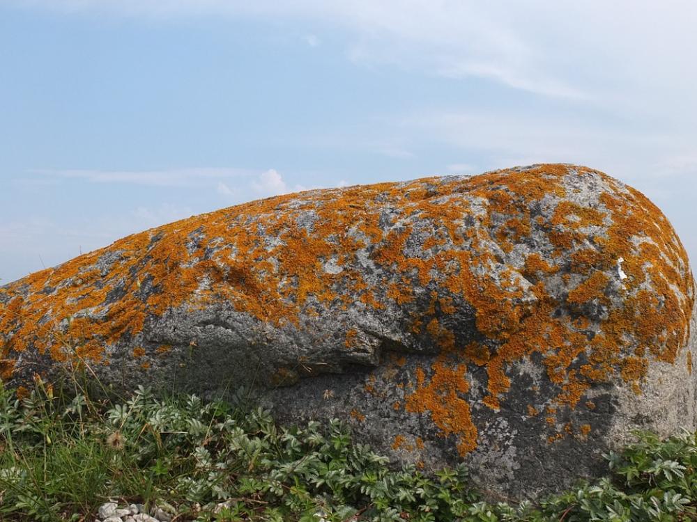 Stone Moss Nature Sweden Gotland Stone Moss Nature Sweden Gotland