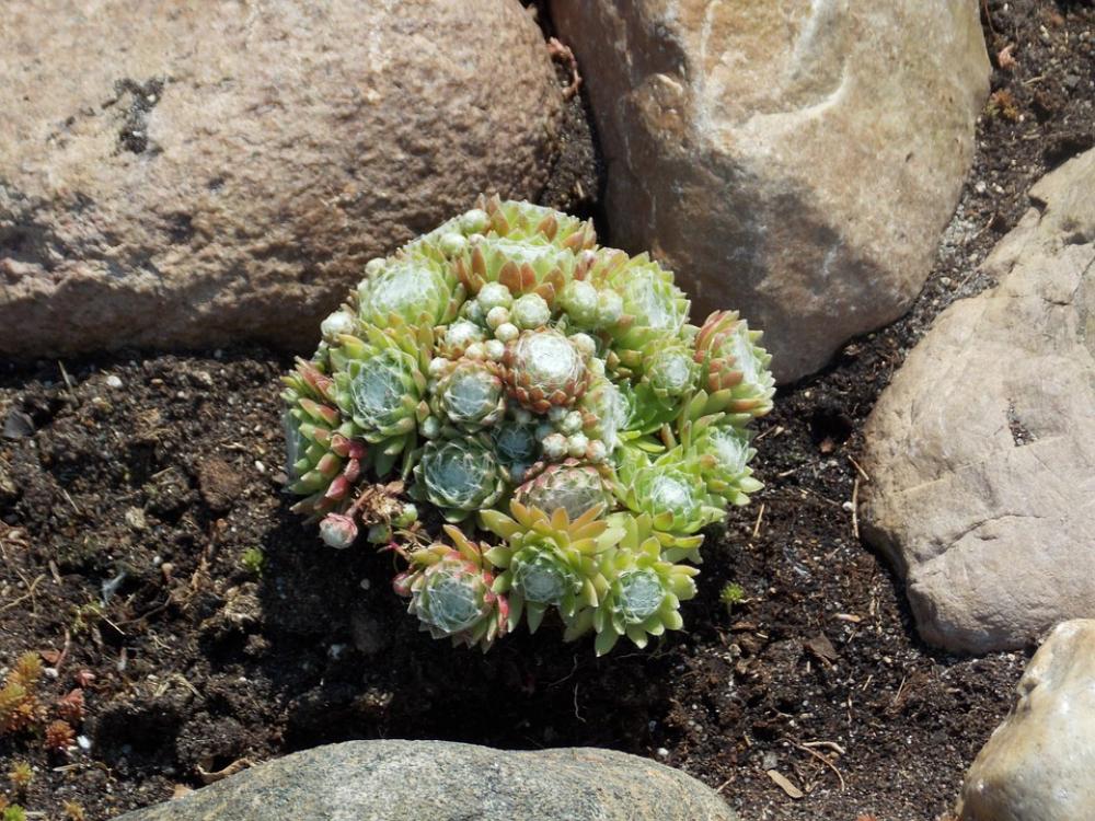 Stone Garden Spring Nature Stone Garden Spring Nature