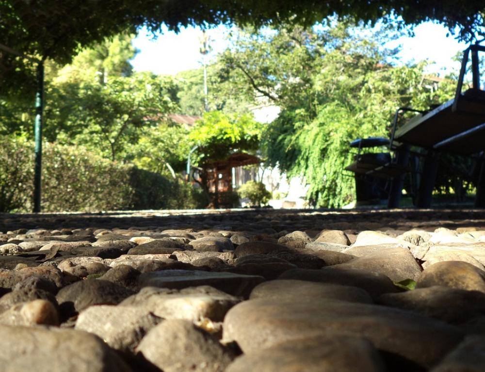 Stones Garden Vegetation Oriental Bank Stones Garden Vegetation Oriental Bank