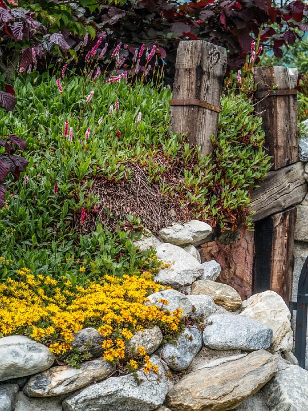 Stones Plant Flower Stone Plants Ground Cover Stones Plant Flower Stone Plants Ground Cover