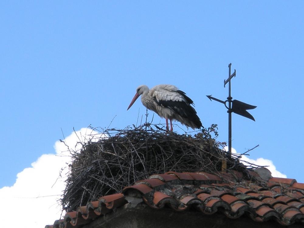 Stork White Stork Birds Stork White Stork Birds