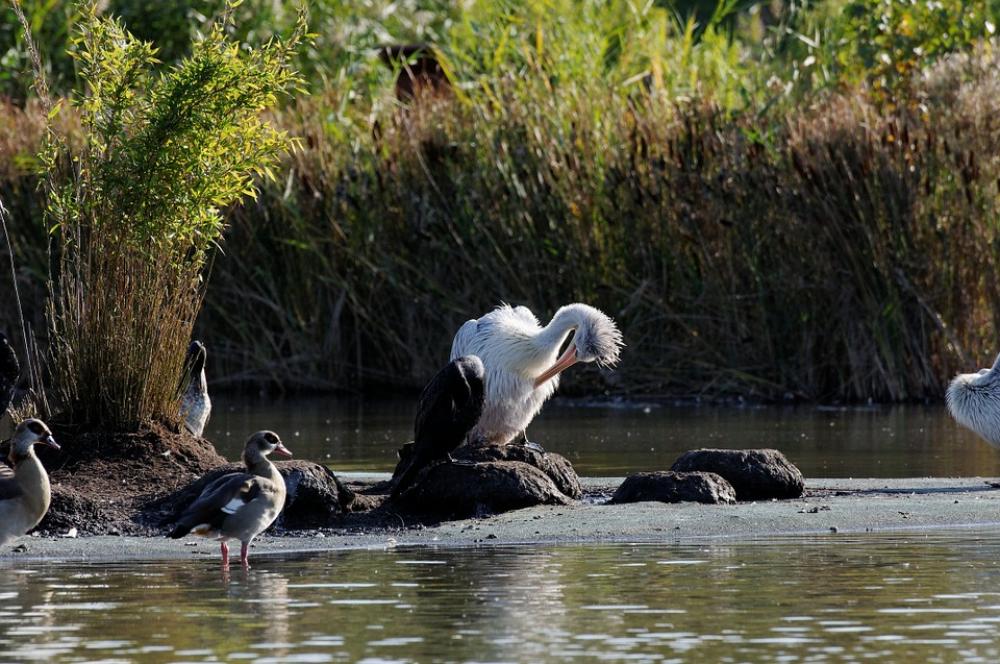 Stork Preening Waters Reed Ducks Enclosure Animal Stork Preening Waters Reed Ducks Enclosure Animal