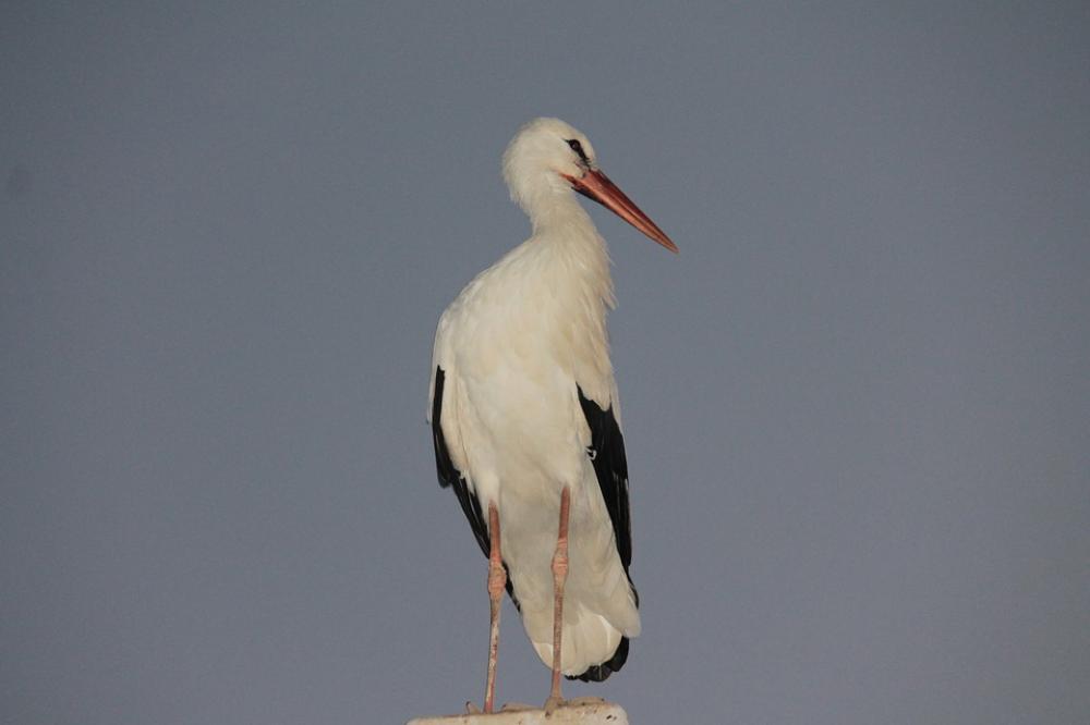 Stork Bird Fly Stork Bird Fly