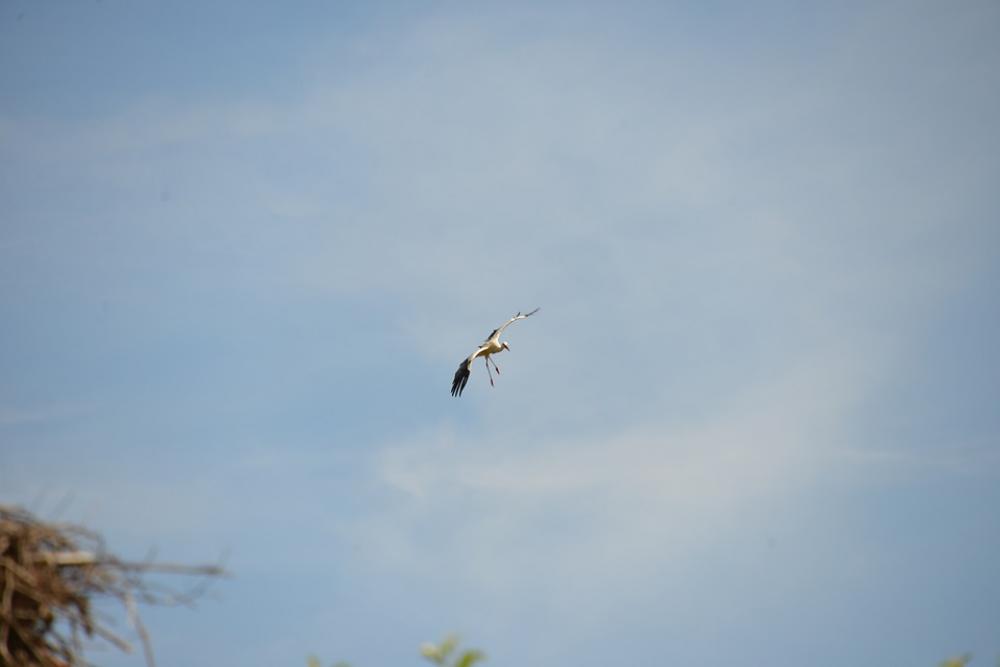 Stork Bird Animal Rattle Stork Nature White Stork Stork Bird Animal Rattle Stork Nature White Stork