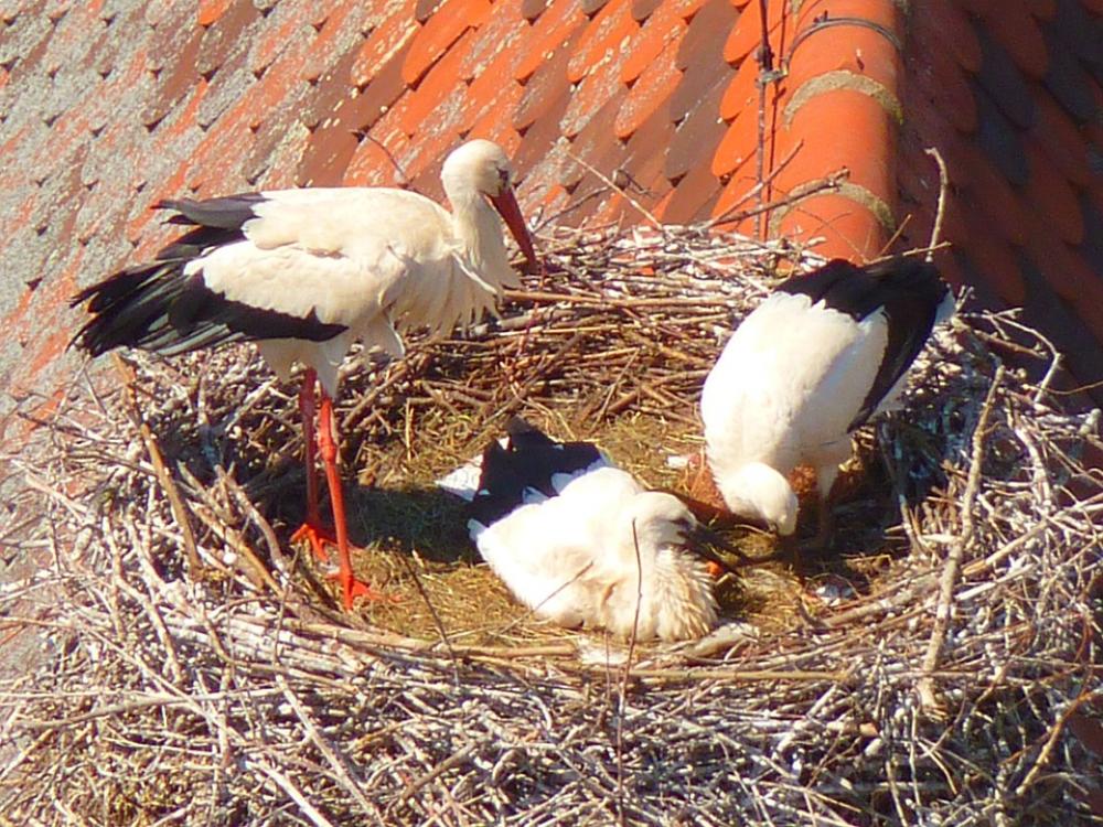 Stork Storks Birds Animals Stork Storks Birds Animals