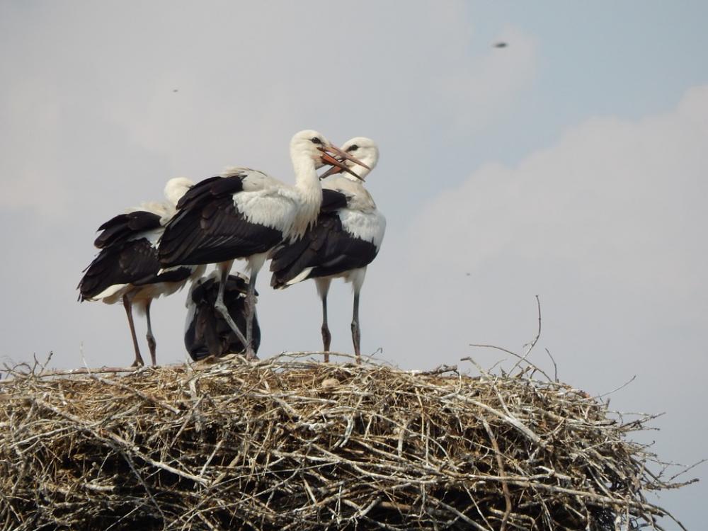 Storks Birds Young Socket Storks Birds Young Socket