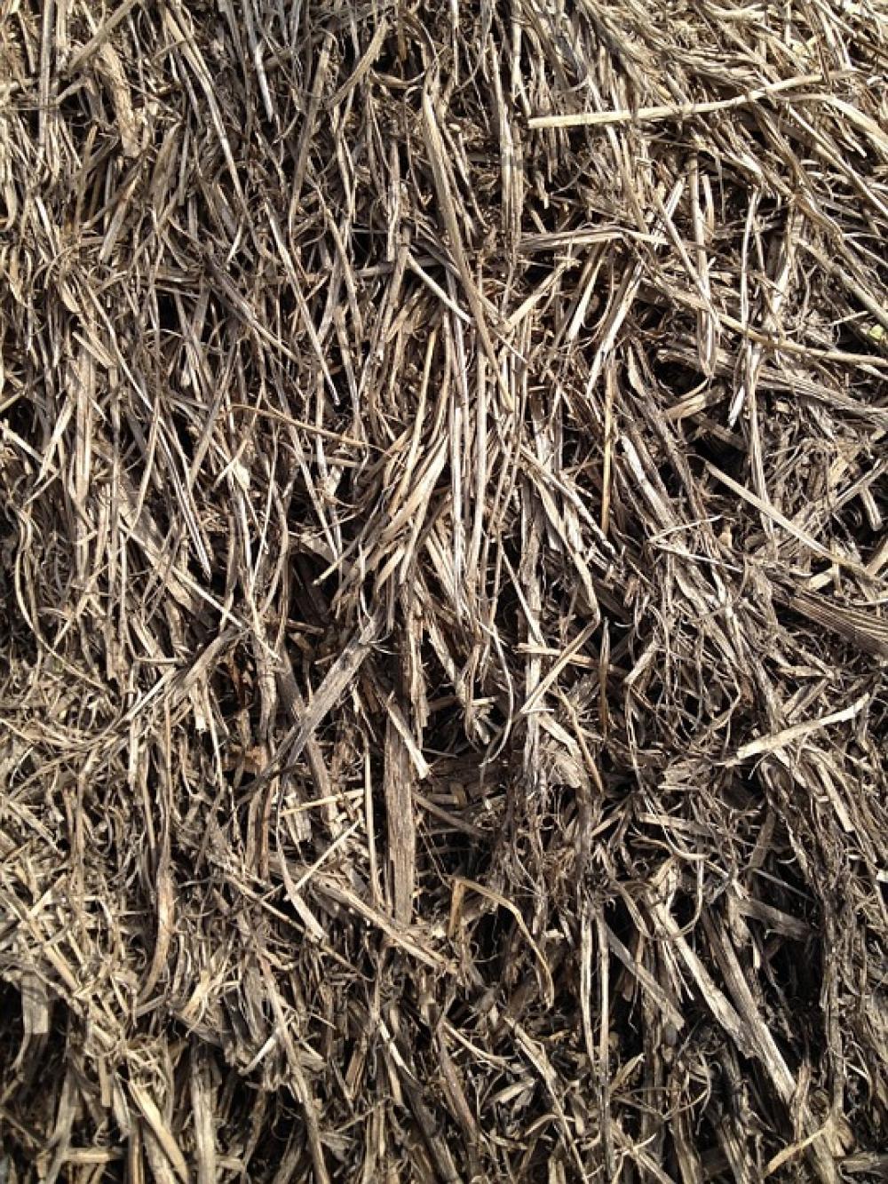 Straw Grain Grass Straw Grain Grass