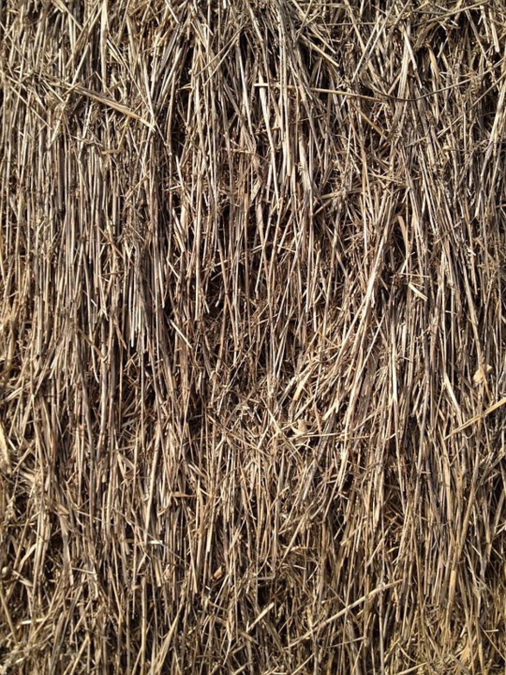 Straw Grain Grass Straw Grain Grass