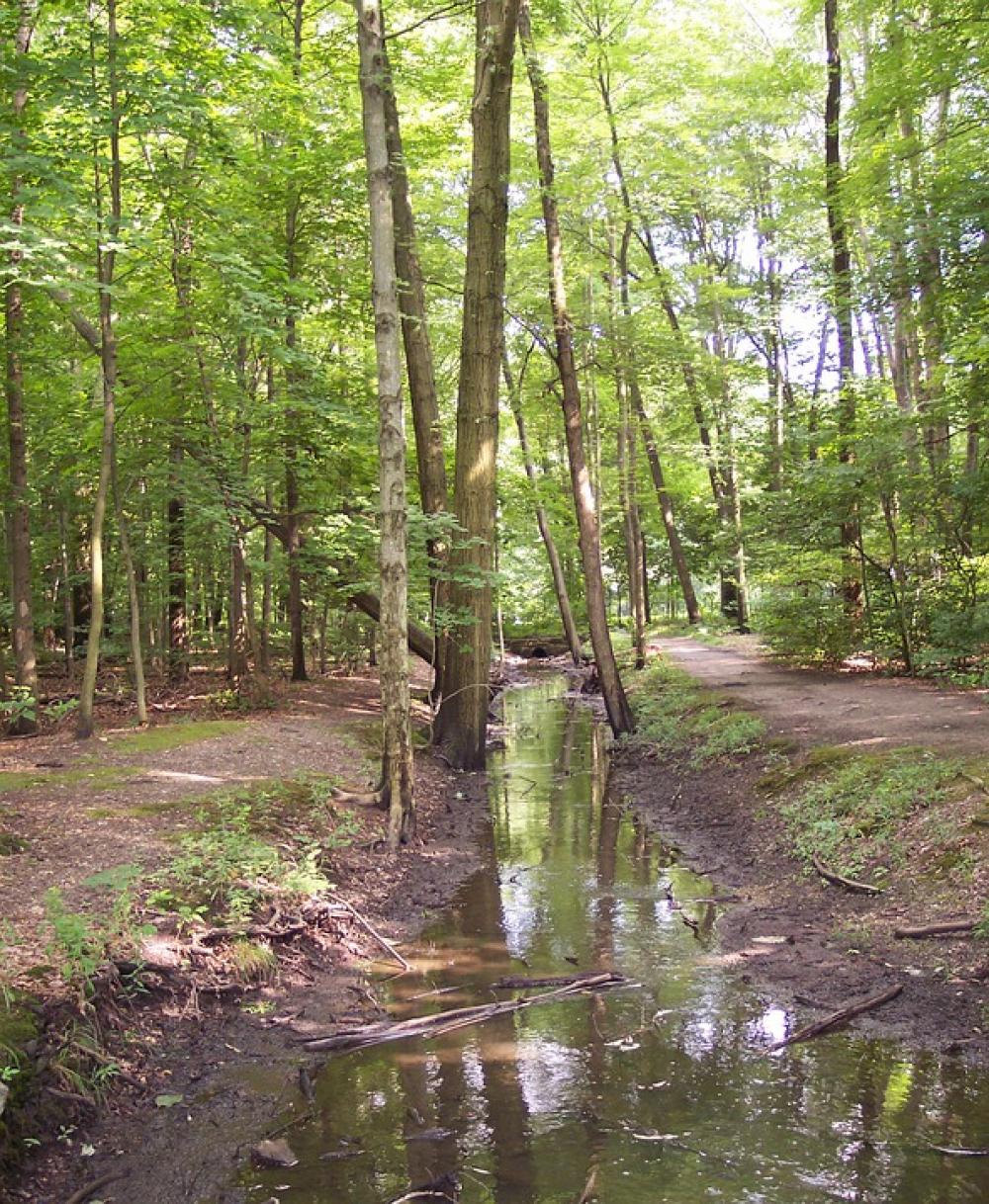 Stream Creek Forest Green Nature Woods Water Stream Creek Forest Green Nature Woods Water