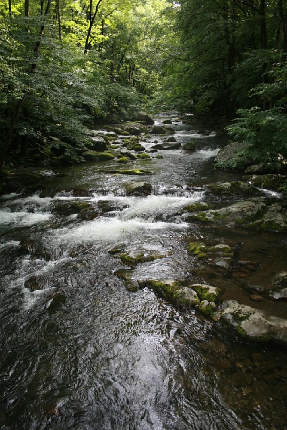 Stream Forest Nature Water Green Creek Beautiful Stream Forest Nature Water Green Creek Beautiful
