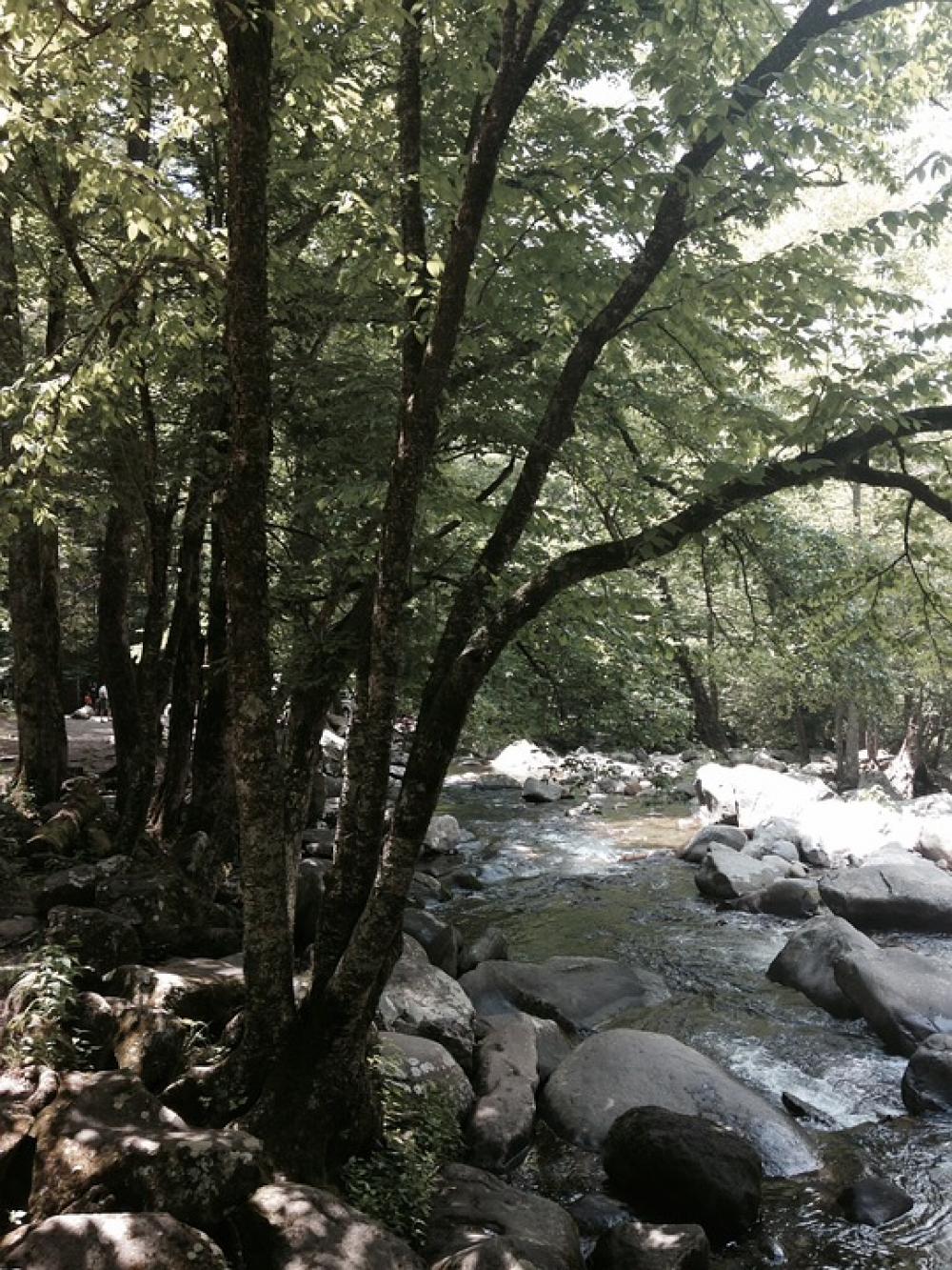 Stream Tree Water Rock Nature Forest Landscape Stream Tree Water Rock Nature Forest Landscape
