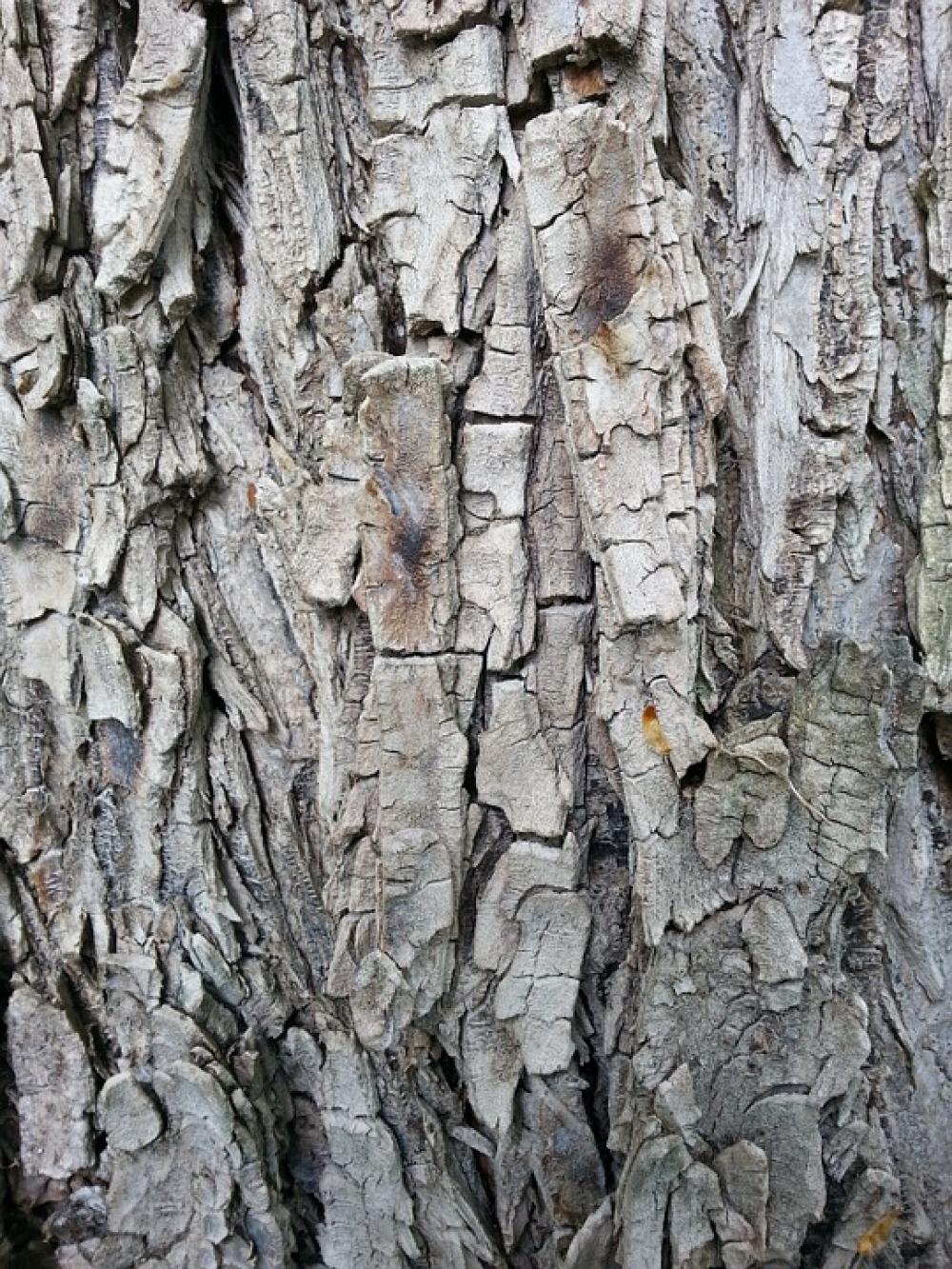Structure Tree Bark Wood Tribe Forest Nature Structure Tree Bark Wood Tribe Forest Nature