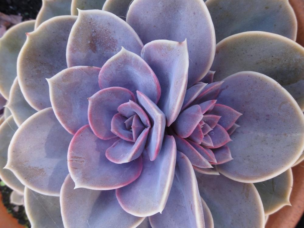Succulent Garden Plant Nature Petal Leaves Violet Succulent Garden Plant Nature Petal Leaves Violet