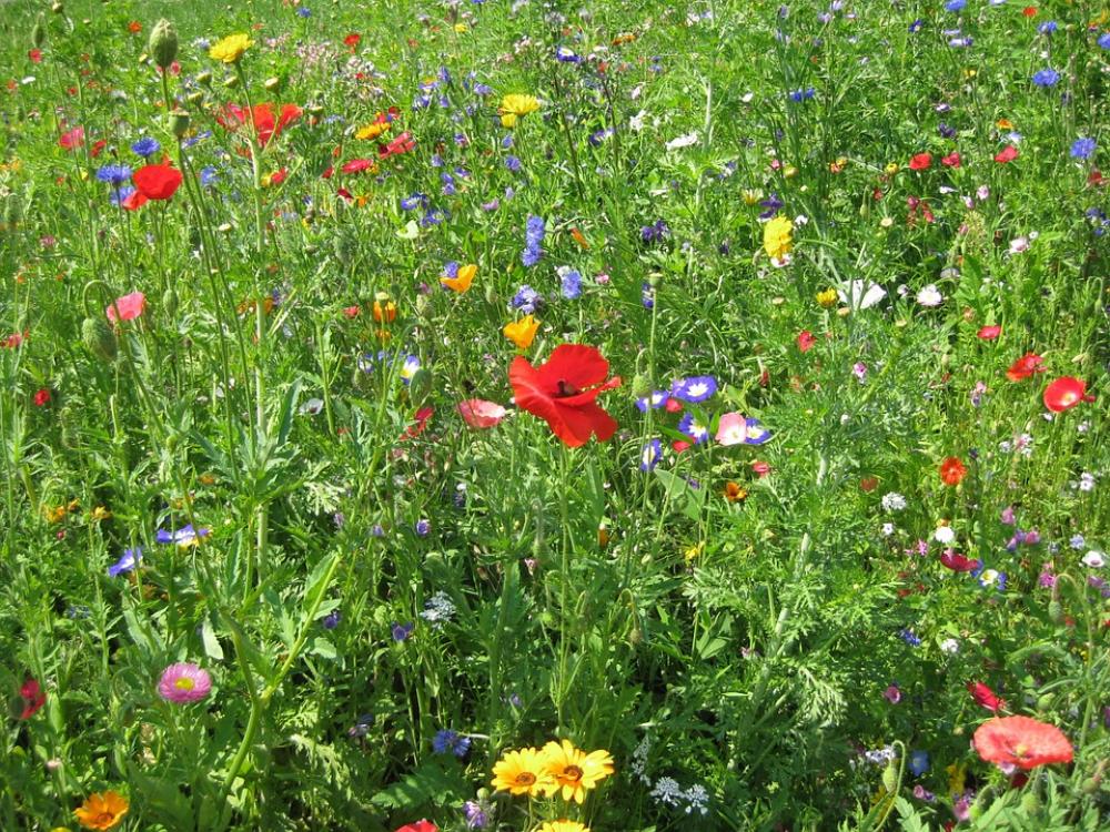 Summer Flower Flowers Meadow Garden Poppy Summer Flower Flowers Meadow Garden Poppy