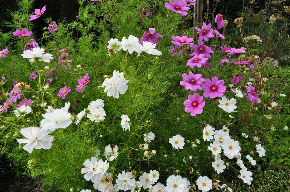 Summer Flower Meadow Blossom Bloom Flowers Bloom Summer Flower Meadow Blossom Bloom Flowers Bloom