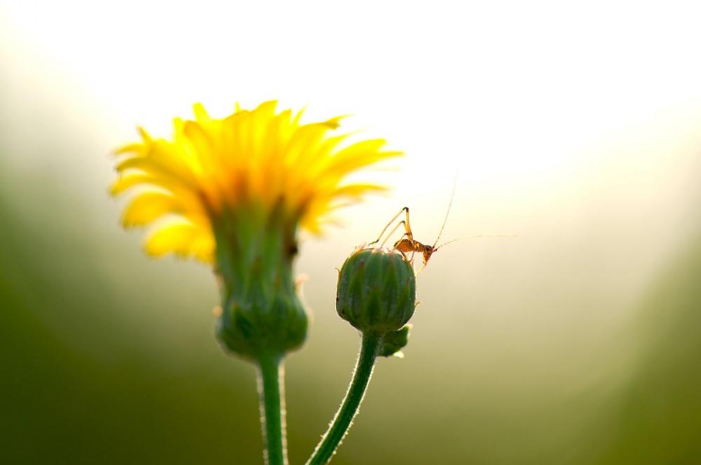 Summer Flowers Insects Cub I Am Happy To Harmony Summer Flowers Insects Cub I Am Happy To Harmony