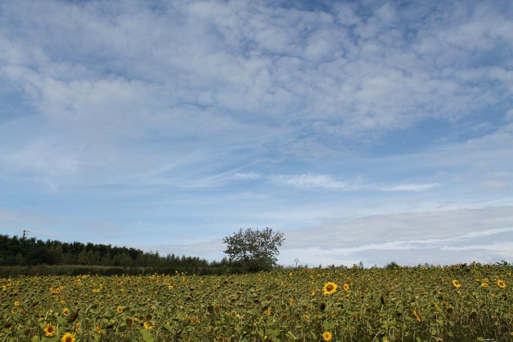 Summer Tree Clouds Landscape Sky Nature Green Summer Tree Clouds Landscape Sky Nature Green