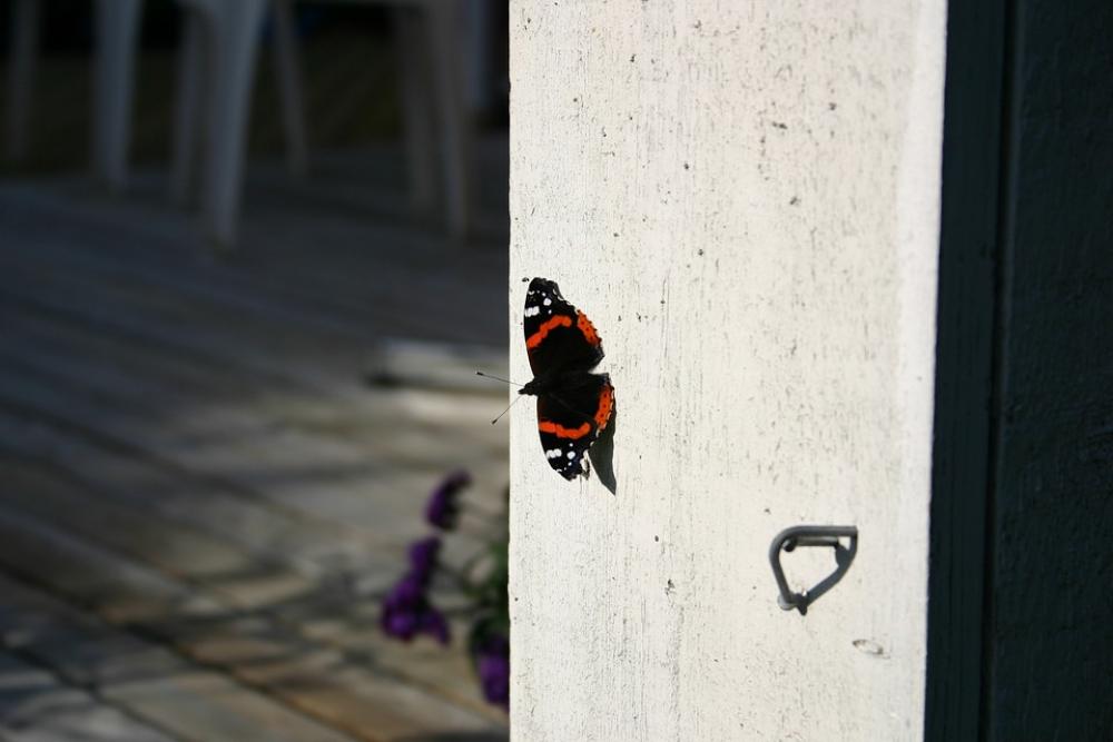 Summer Nature Butterfly Animal Insect Butterflies Summer Nature Butterfly Animal Insect Butterflies