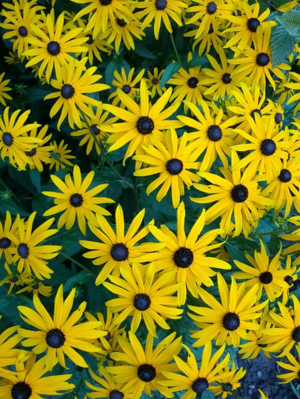 Sunflower Heliantus Yellow Flower Plant Sunflower Heliantus Yellow Flower Plant