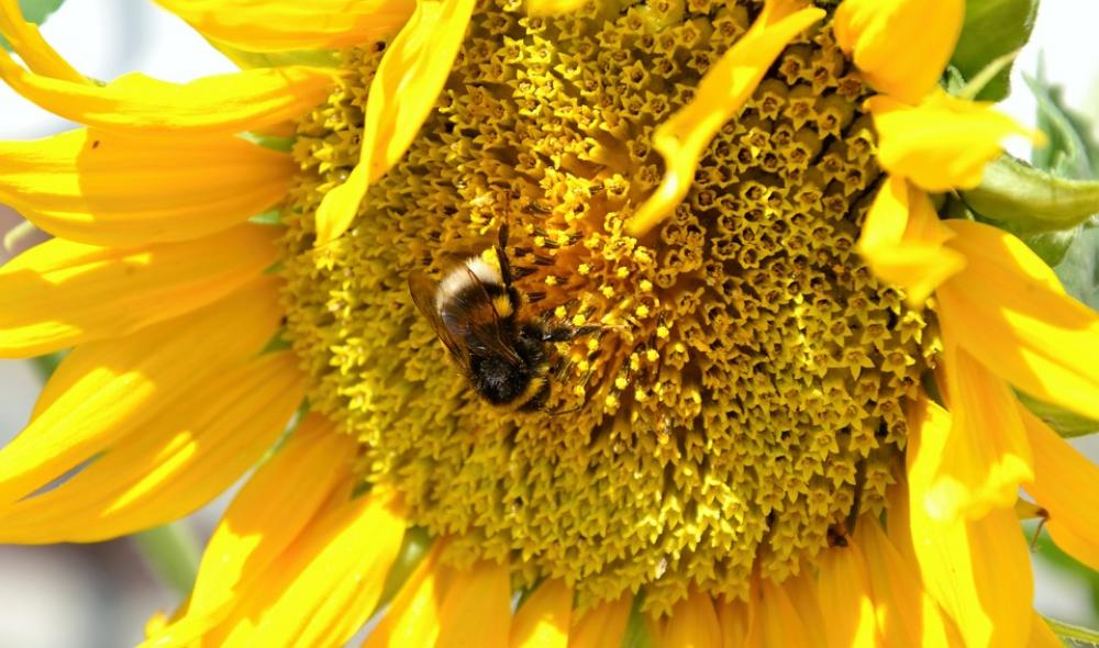 Sunflower Hummel Summer Insect Blossom Bloom Sunflower Hummel Summer Insect Blossom Bloom