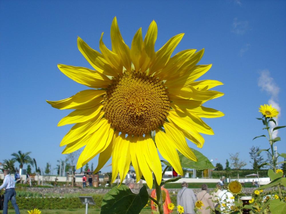 Sunflower Sunflower Seeds Plant Yellow Blossom Sunflower Sunflower Seeds Plant Yellow Blossom