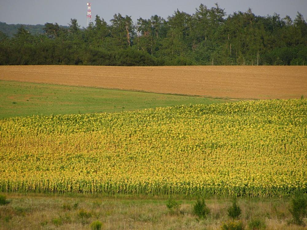 Sunflower Sunflower Field Field Sunflowers Plants Sunflower Sunflower Field Field Sunflowers Plants