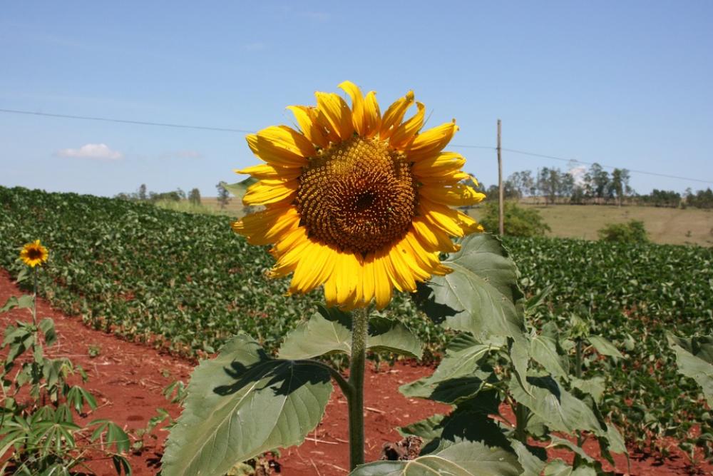 Sunflower Blue Sky Flower Sunflower Blue Sky Flower