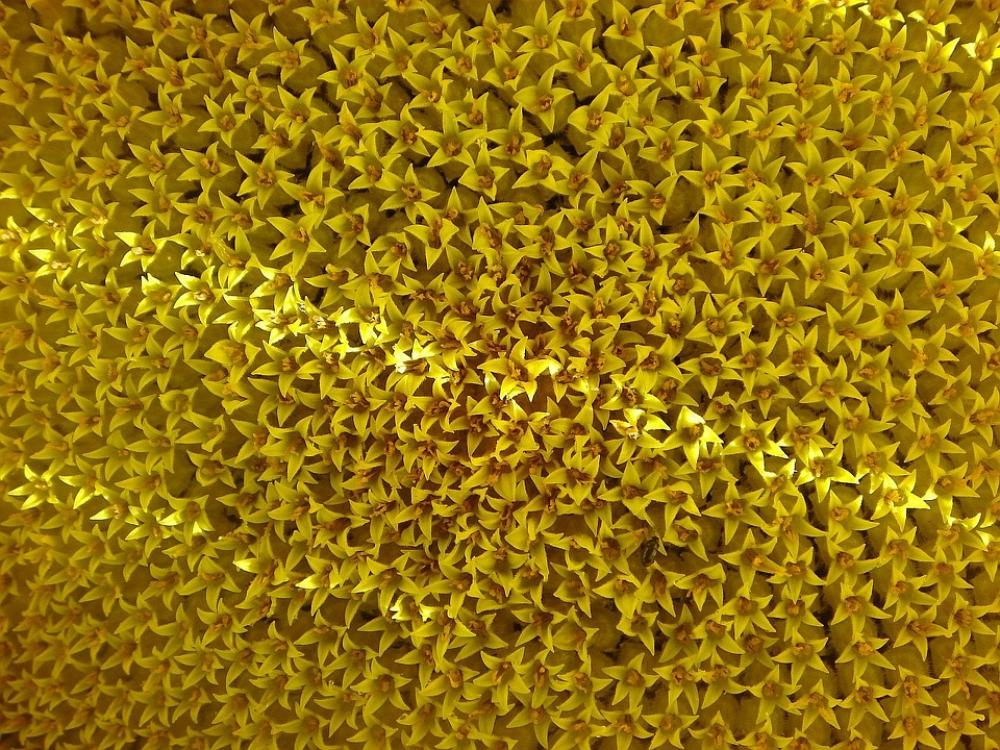 Sunflower Flower Yellow Detail Tickets Sunflower Flower Yellow Detail Tickets
