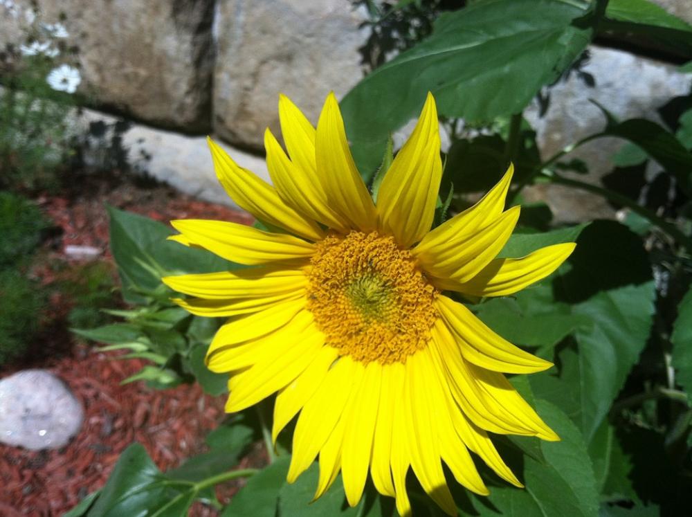 Sunflower Yellow Nature Flower Plant Garden Sunflower Yellow Nature Flower Plant Garden