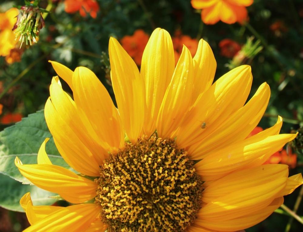 Sunflower Flower Face Large Yellow Petals Light Sunflower Flower Face Large Yellow Petals Light