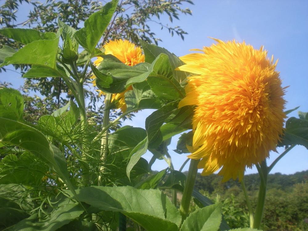 Sunflower Flowers Flower Nature Yellow Spring Sunflower Flowers Flower Nature Yellow Spring