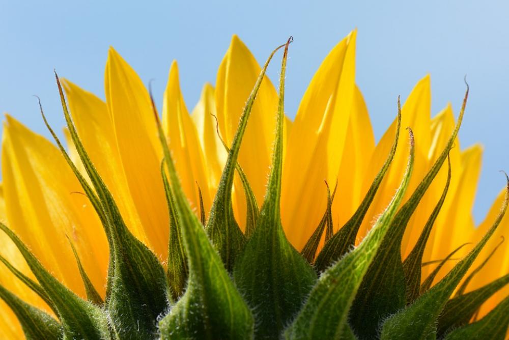 Sunflower Flower Nature Sunflower Flower Nature