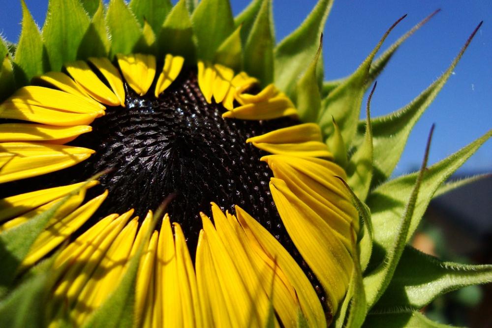 Sunflower Flower Summer Plant Bloom Nature Garden Sunflower Flower Summer Plant Bloom Nature Garden