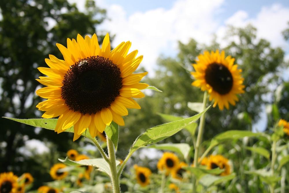 Sunflower Flowers Floral Summer Farm Yellow Plant Sunflower Flowers Floral Summer Farm Yellow Plant