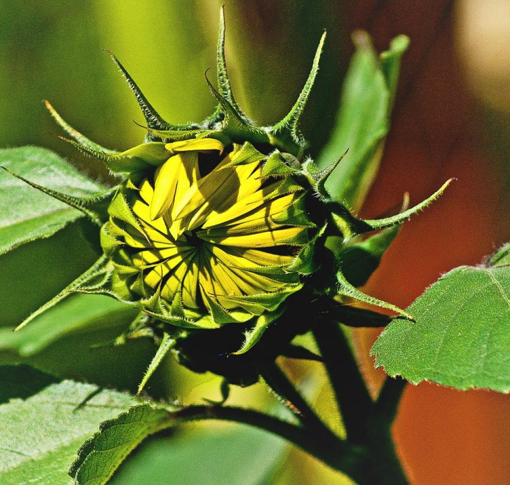 Sunflower Young Collapsed Blooming Small Dashing Sunflower Young Collapsed Blooming Small Dashing