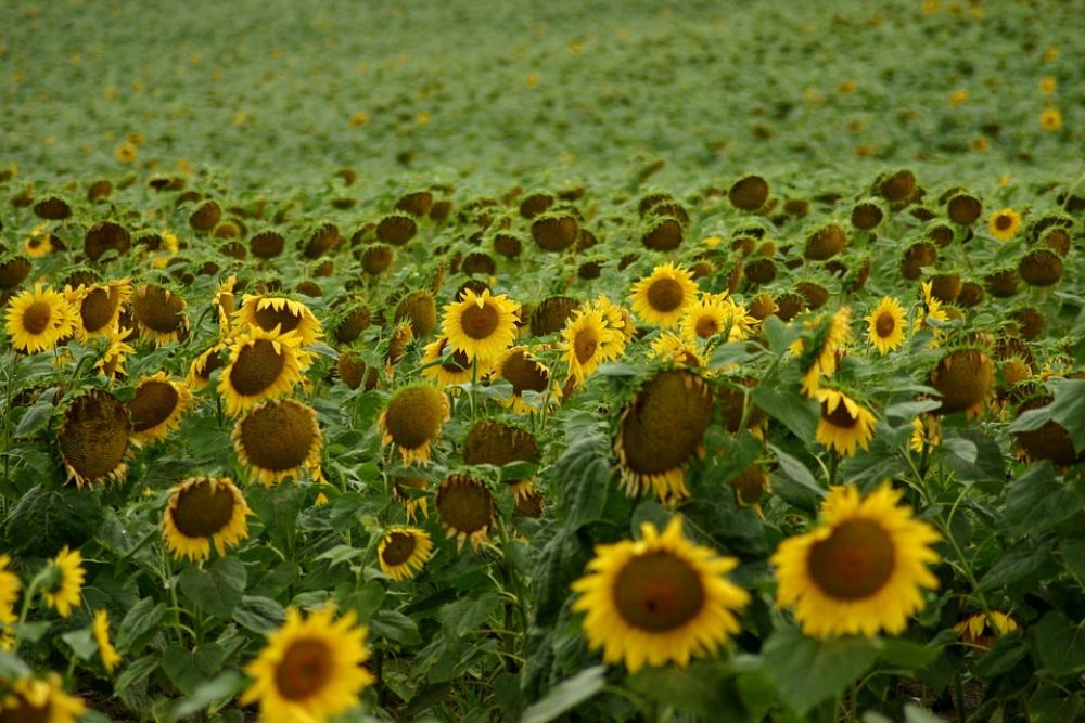 Sunflower Field Flowers Sunflower Field Flowers