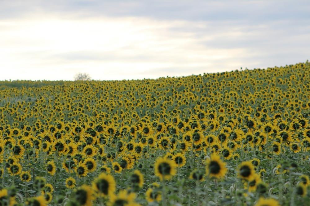 Sunflower Blooming Flower Yellow Field Beautiful Sunflower Blooming Flower Yellow Field Beautiful