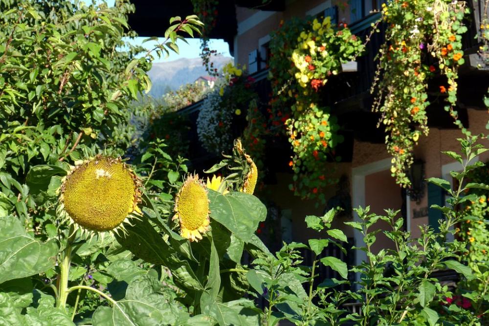 Sunflower Flourished From Huge Flowers Idyll Sunflower Flourished From Huge Flowers Idyll