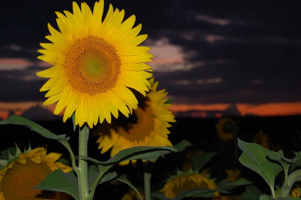 Sunflower Flower Sunset Sunflower Flower Sunset