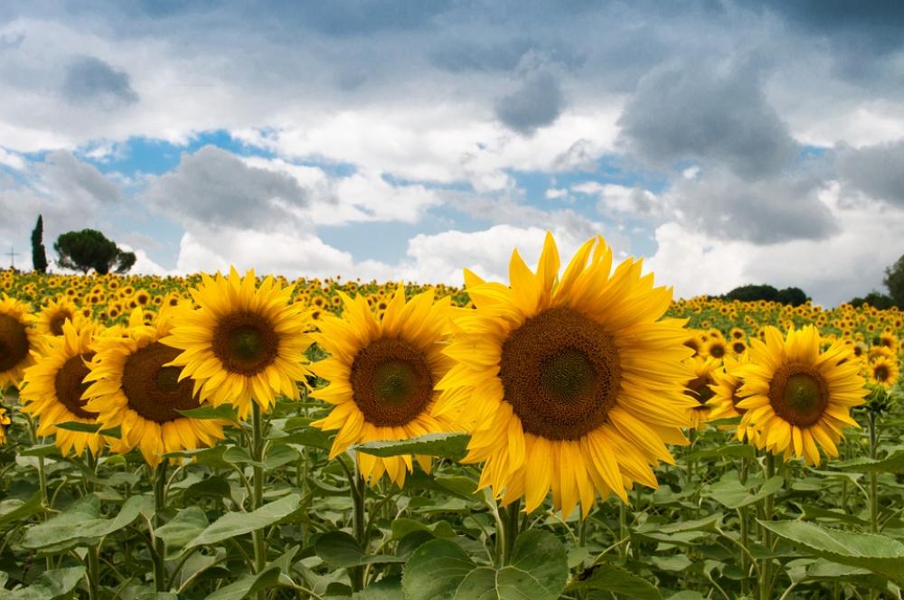 Sunflower Summer Sun Blooming Season Floral Sunflower Summer Sun Blooming Season Floral
