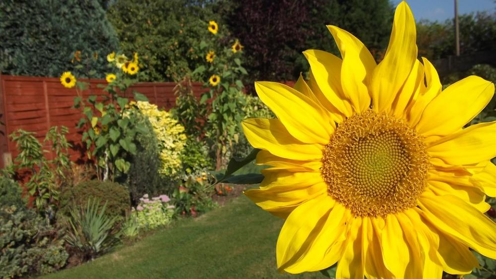 Sunflower Flower Summer Yellow Sunflower Flower Summer Yellow