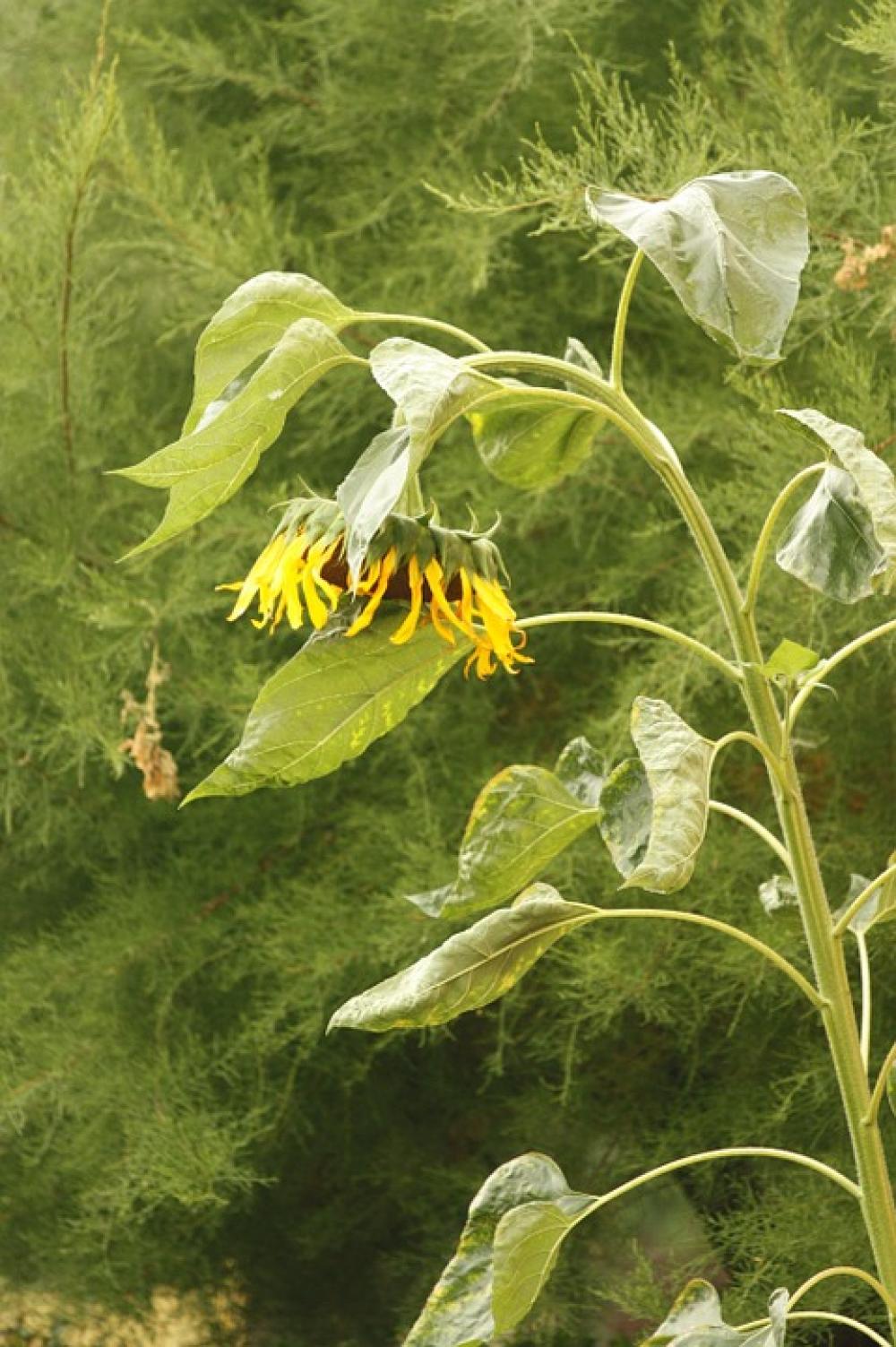 Sunflower Summer Flower Yellow Summer Plants Sunflower Summer Flower Yellow Summer Plants