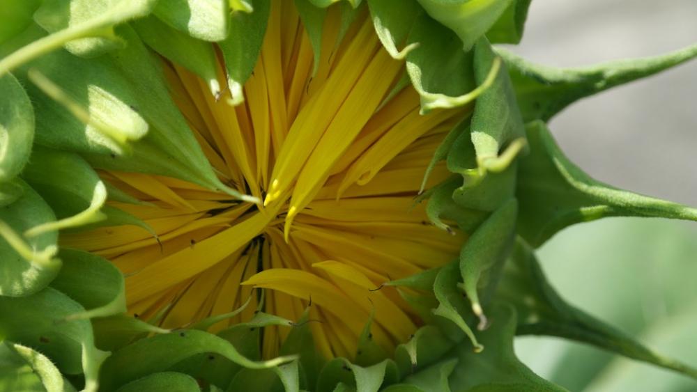 Sunflower Bud Flower Sunflower Bud Green Sunflower Bud Flower Sunflower Bud Green