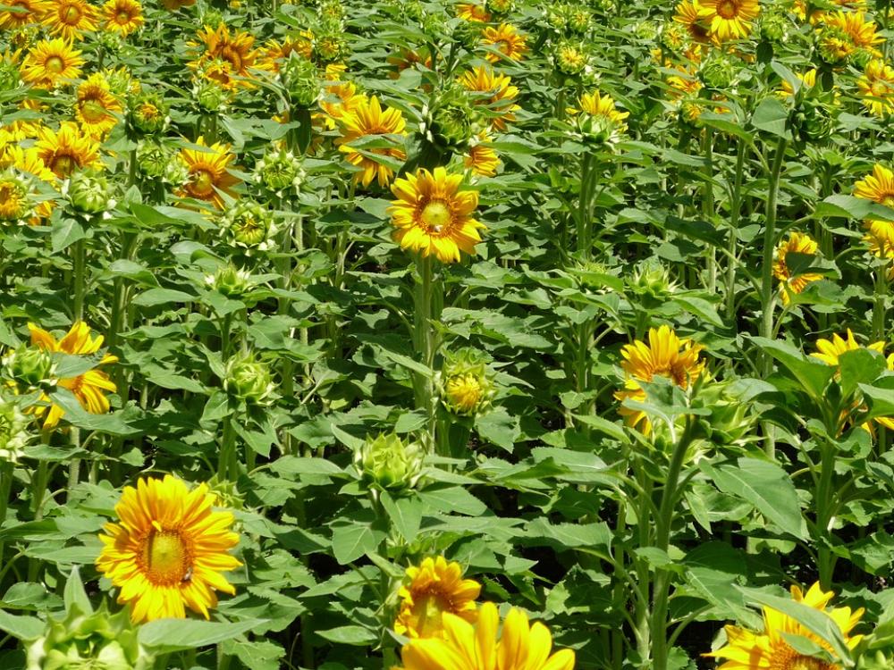 Sunflower Field Sunflower Yellow Green Nature Sunflower Field Sunflower Yellow Green Nature