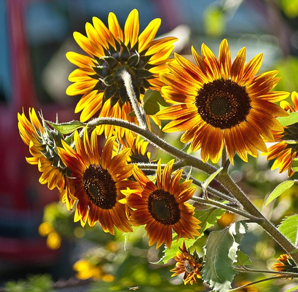 Sunflowers A Few Flowers Plant Flowers Plants Sunflowers A Few Flowers Plant Flowers Plants