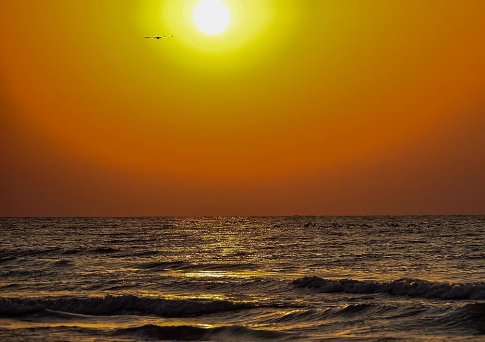 Sunrise Waves Golden Bird Sea Sky Sunlight Water Sunrise Waves Golden Bird Sea Sky Sunlight Water