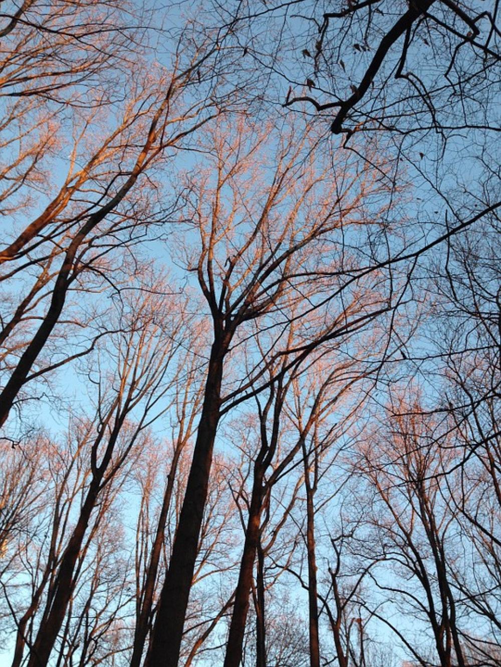 Sunrise Winter Trees Forest Sunlight Morning Sky Sunrise Winter Trees Forest Sunlight Morning Sky