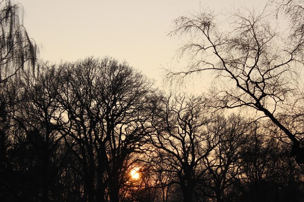 Sunset Winter Trees Sun Sky Sunset Winter Trees Sun Sky