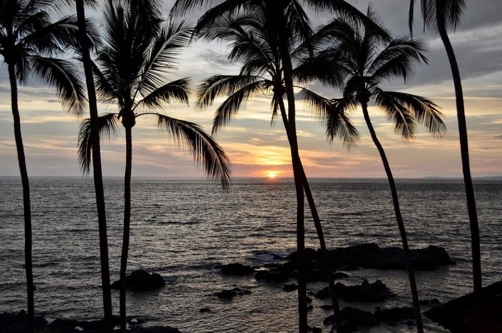 Sunset Palms Palm Trees Mexico Ocean Trees Sunset Palms Palm Trees Mexico Ocean Trees