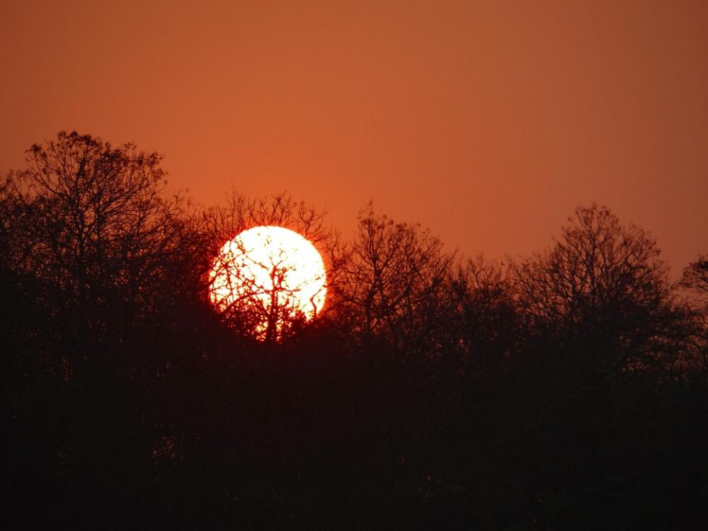 Sunset Glow Forest Tattihallia Karnataka India Sunset Glow Forest Tattihallia Karnataka India